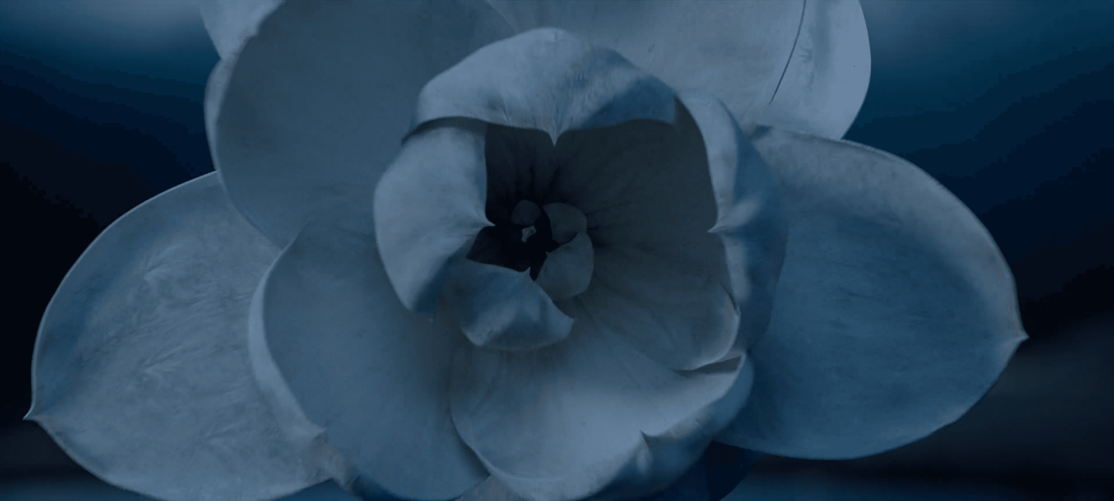 GAI《茉莉花》 still 2