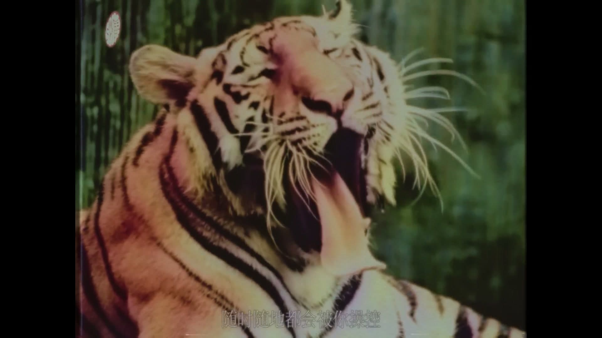 地磁卡 - 每时每刻 All The Time footage 20