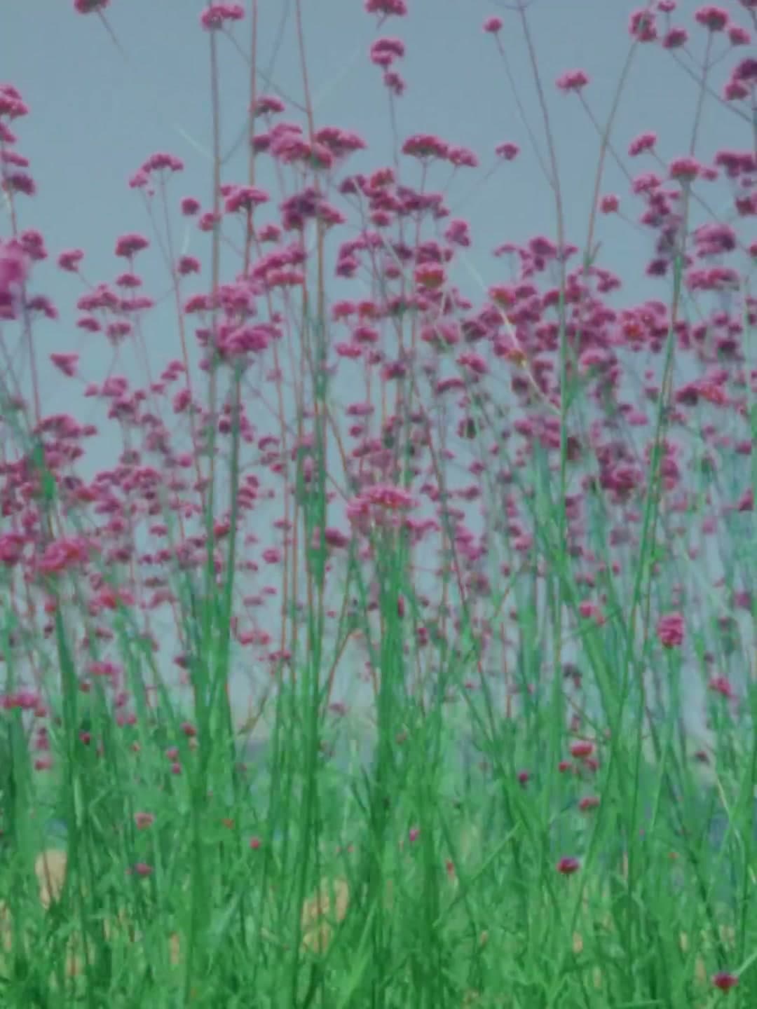 LOVE IS LOVE | 成都SKP"520"(DC) footage 2