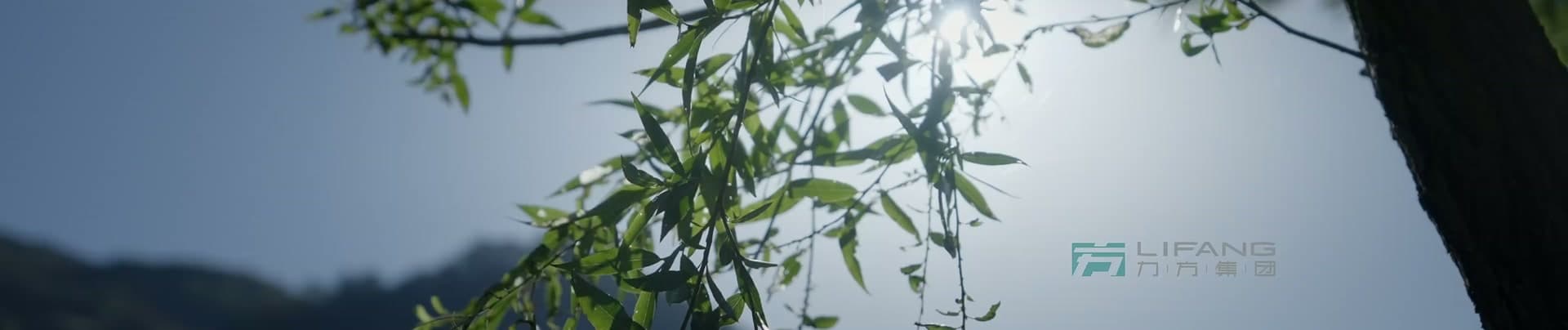 《大熊猫国家公园》-宝兴溯源篇 footage 4