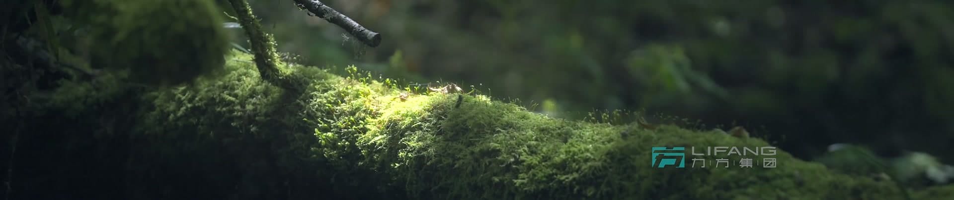 《大熊猫国家公园》-宝兴溯源篇 footage 5