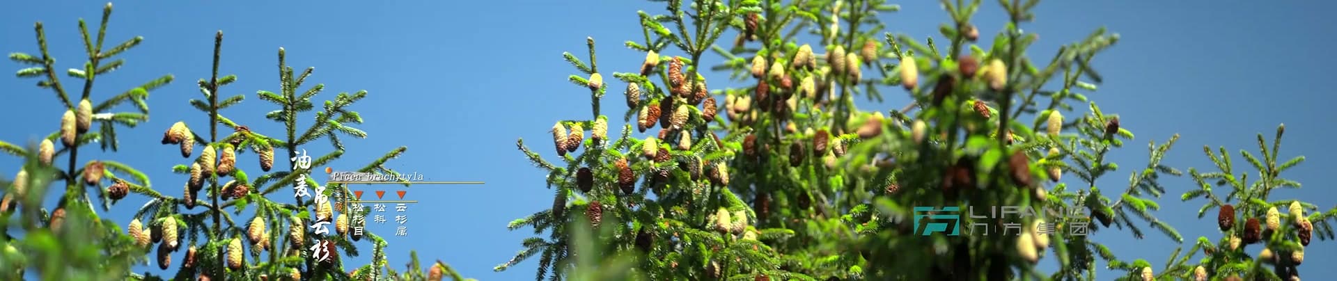 《大熊猫国家公园》-宝兴溯源篇 footage 6