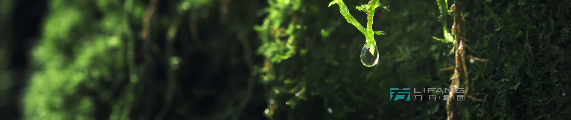 《大熊猫国家公园》-宝兴溯源篇 footage 7