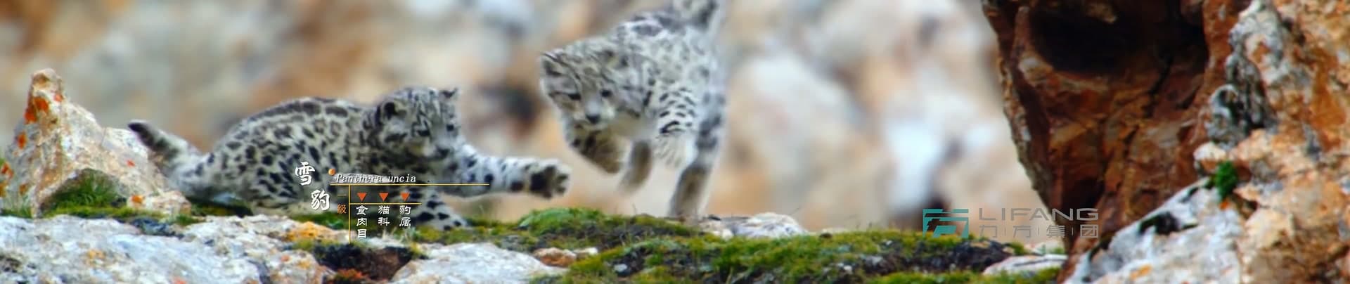 《大熊猫国家公园》-宝兴溯源篇 footage 13