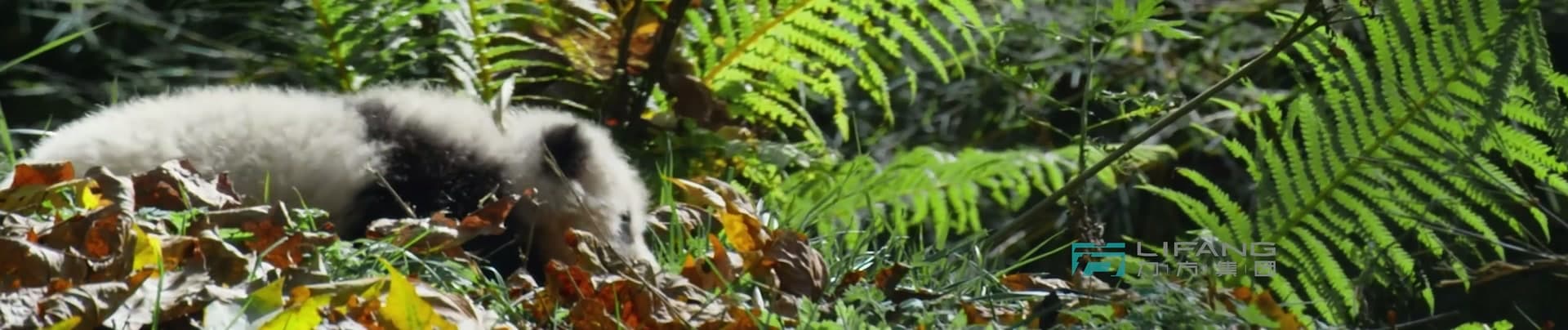 《大熊猫国家公园》-宝兴溯源篇 footage 14