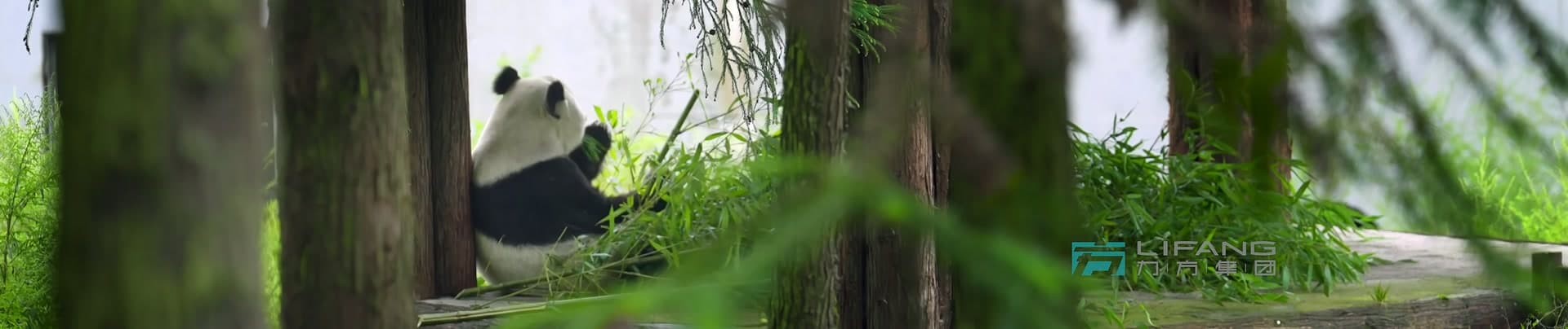 《大熊猫国家公园》-宝兴溯源篇 footage 25