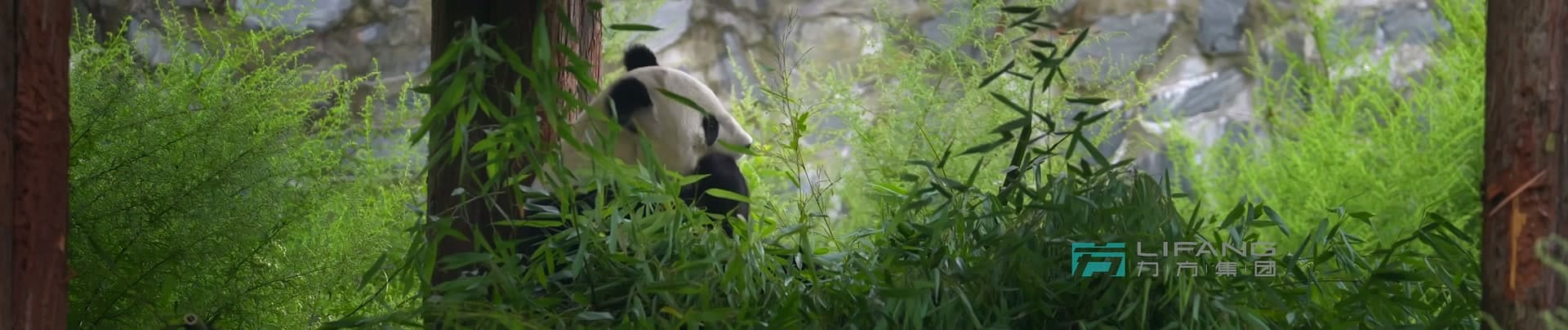 《大熊猫国家公园》-宝兴溯源篇 footage 26